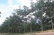 "Vàng trắng" ở Nông Sơn 